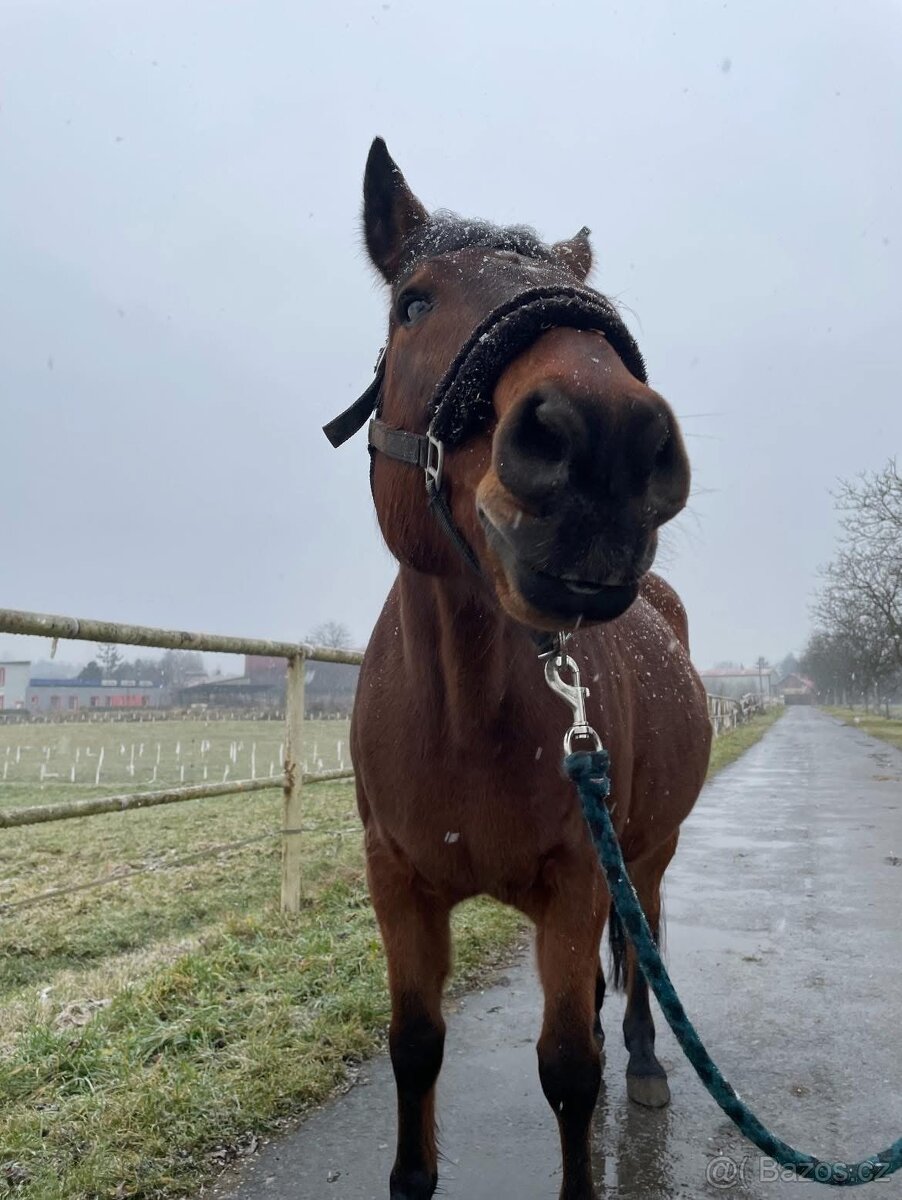 Valach na rekreaci slovensky športový pony 150vkh - 8