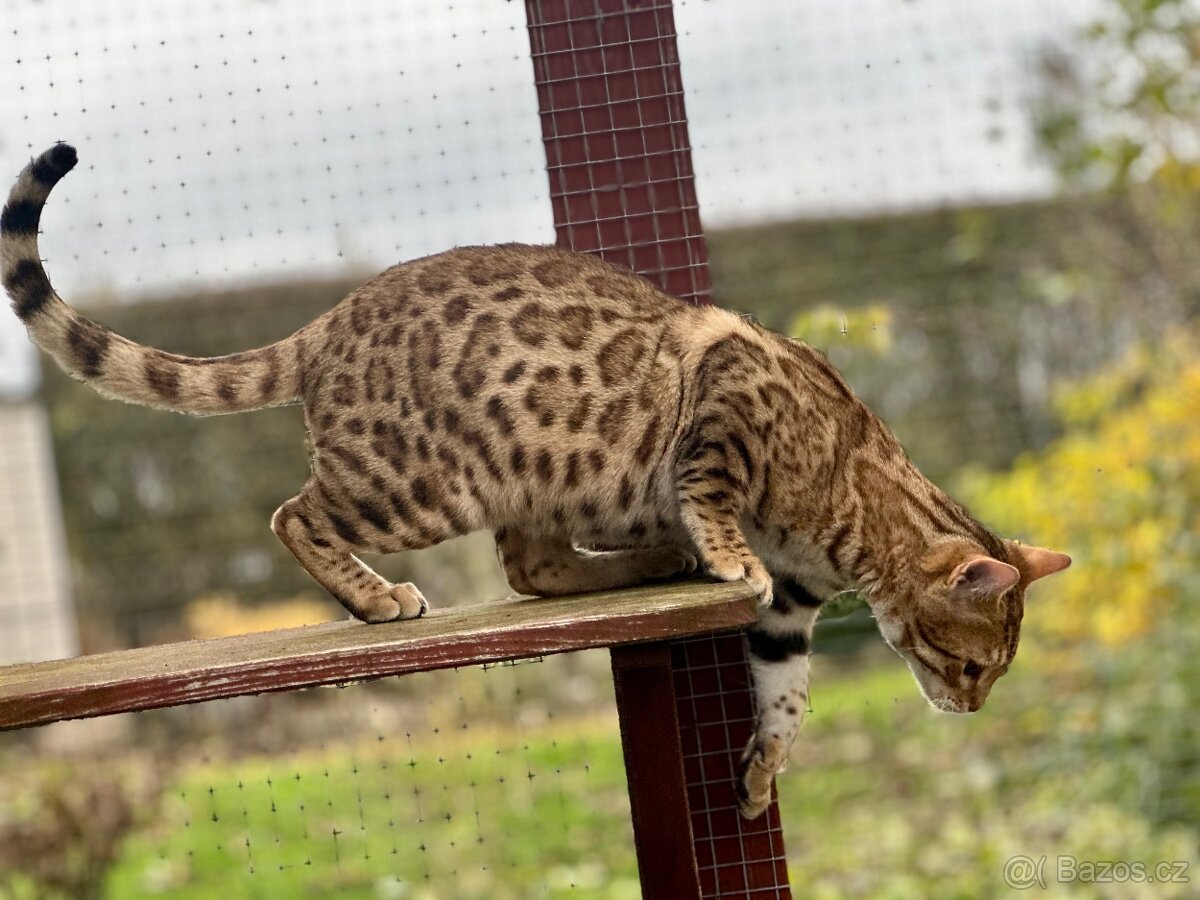 Bengálská kočka s PP - 8