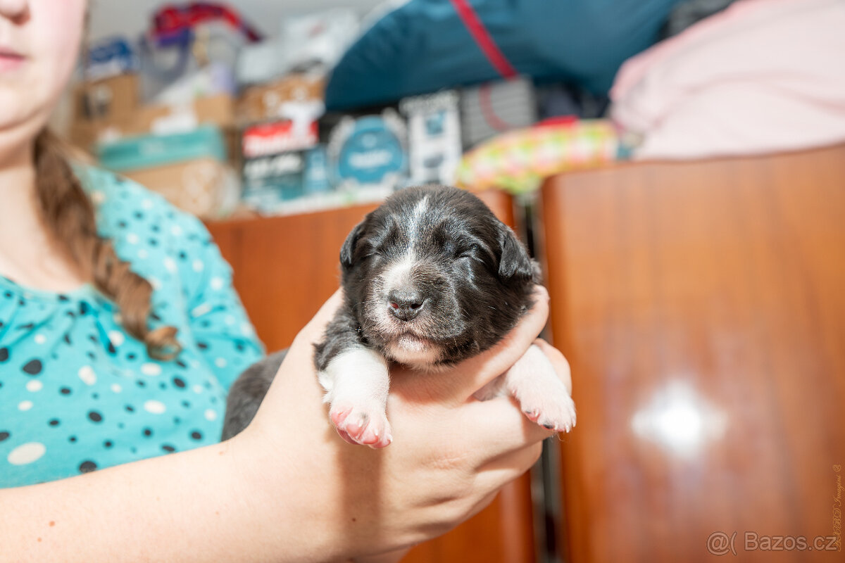 Border kolie s PP: - 8