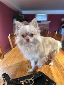 Čivava ke krytí - 8