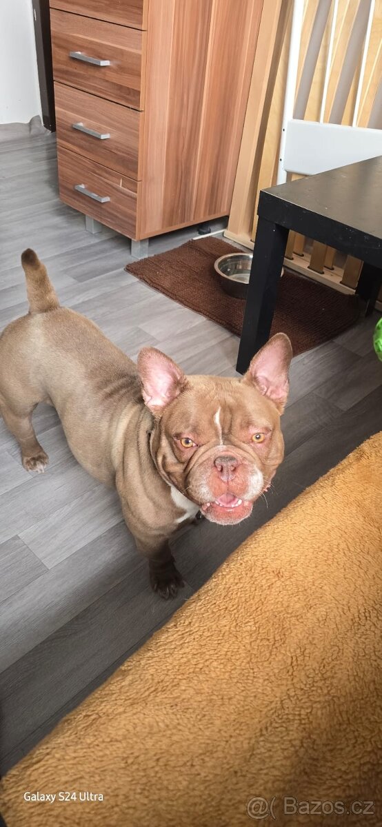 American bully exotic micro - 8