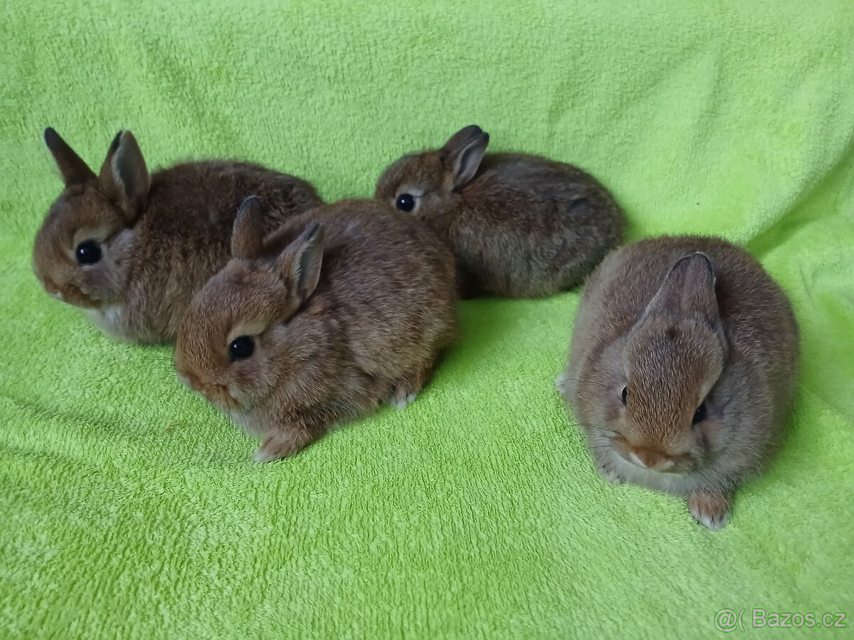 Zakrslý králíček - 8