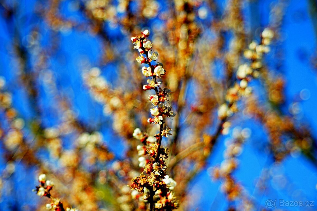 Meyer Primoplan 1,9/58 RED V M42 14-lamelový TOP STAV - 8