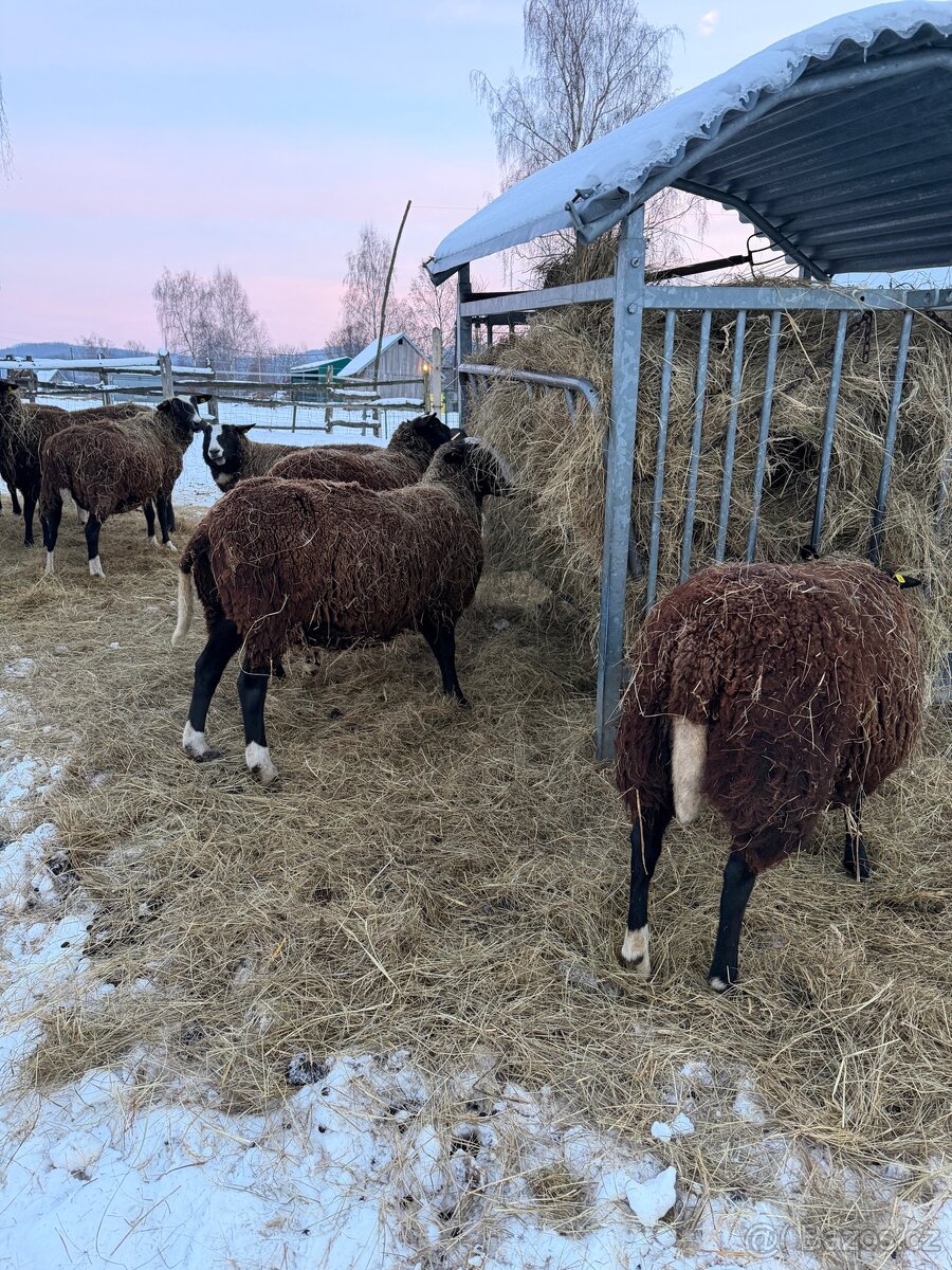 Ovečky Zwartbles - 8