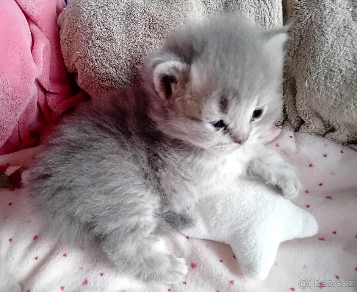 Britská koťátka s PP - 8