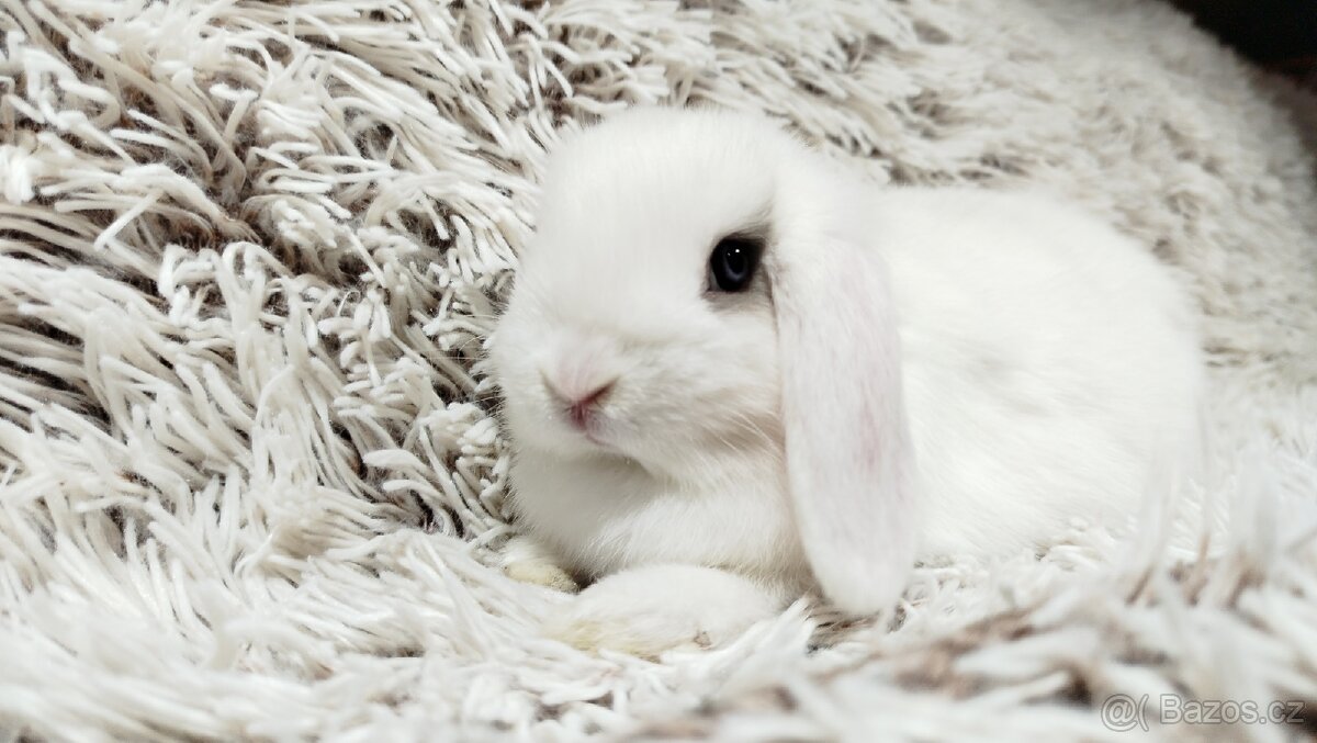 Zakrslý beránek, králíček, králík - FILIP - 8