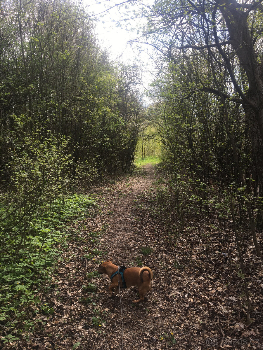 Pronájem (možný i prodej na splátky) 6.917 m2 Jestřabice - 8