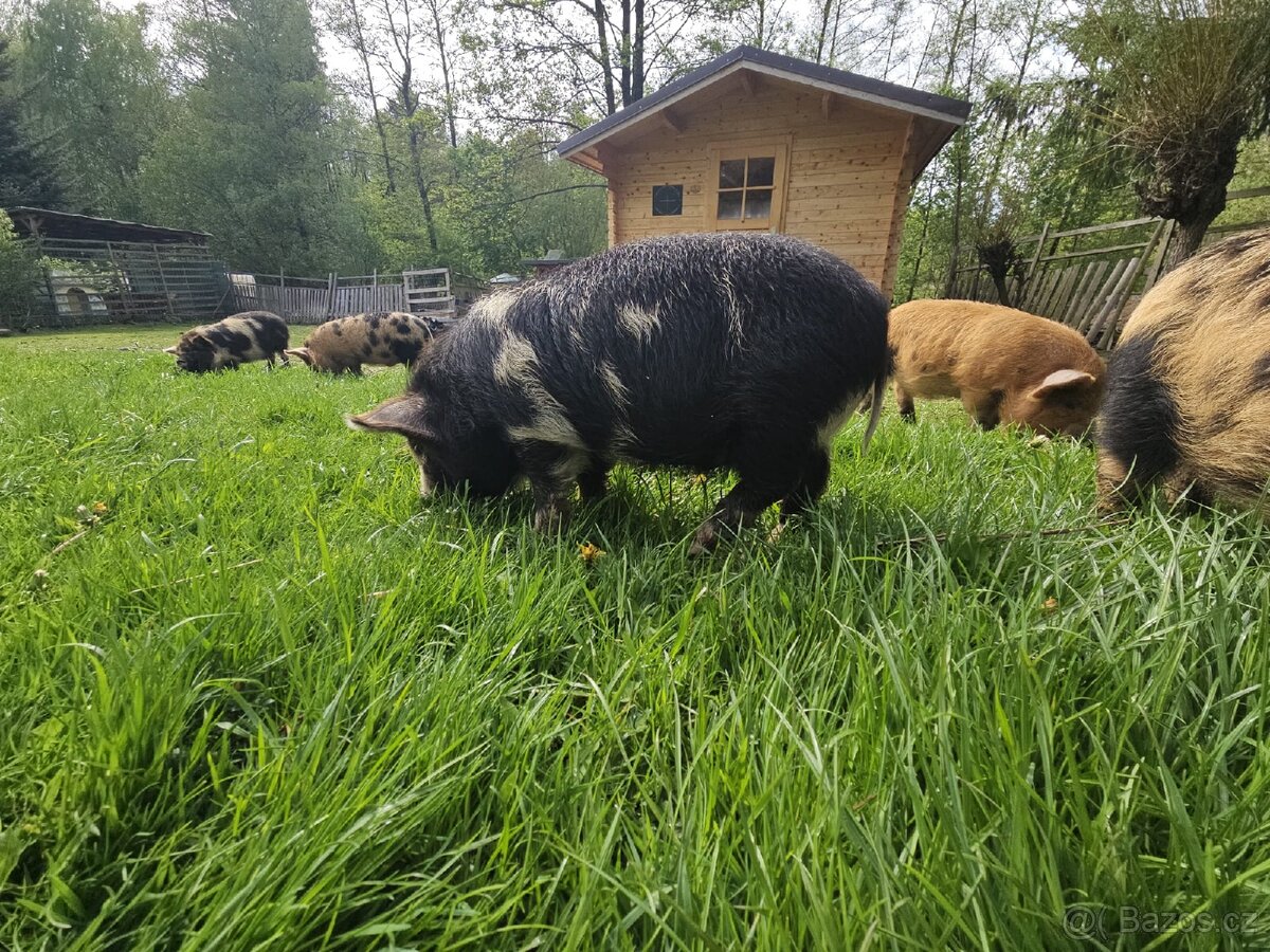 Selata kune kune - 8
