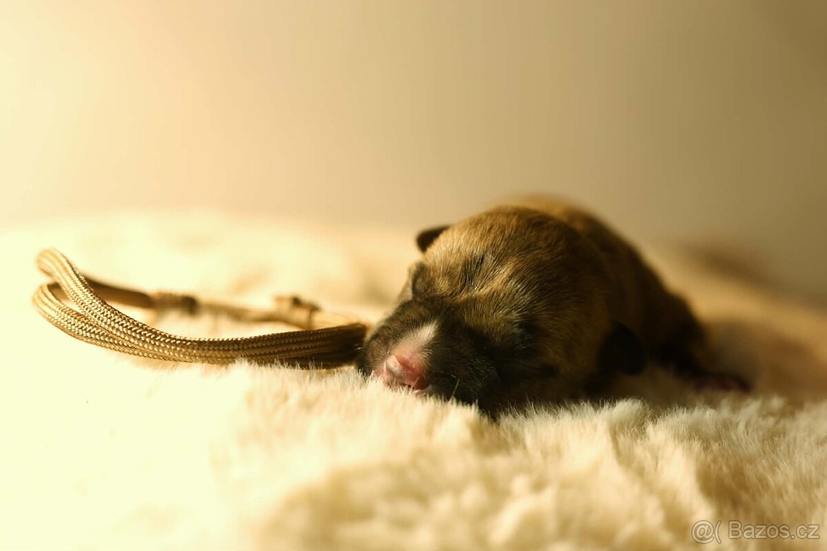 Americký stafordšírský teriér - štěňátka s PP - 8