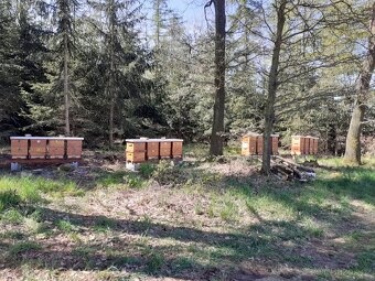 Včelí oddělky 2026 - 8