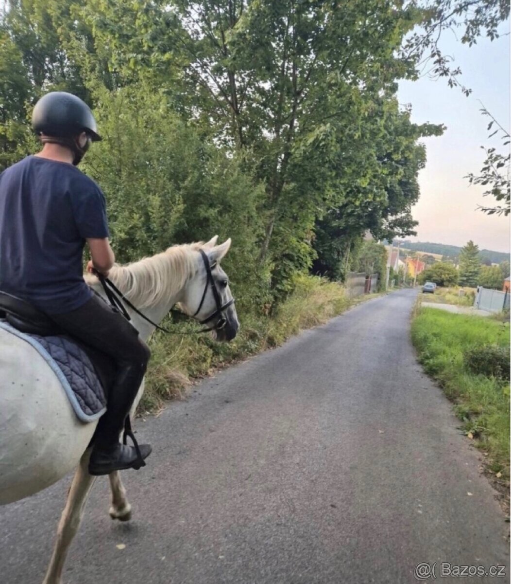 Starokladrubská kobyla - 8