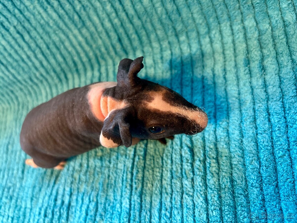 Skinny morčátka, samci - 8