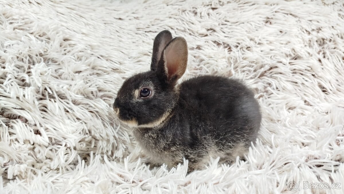 Zakrslý králík, králíček-(REX)-DAISY - 8