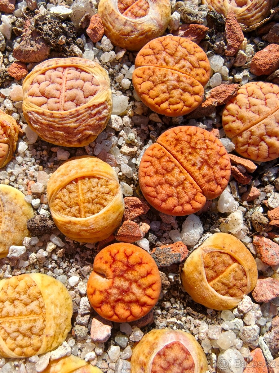Lithops a Conophytum - 8