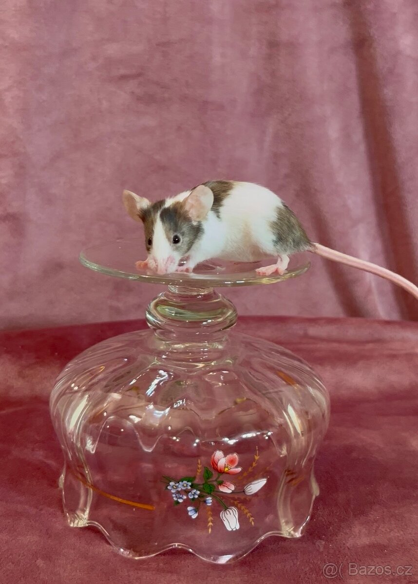 MYŠ BAREVNÁ - SPĚCHÁ - 8