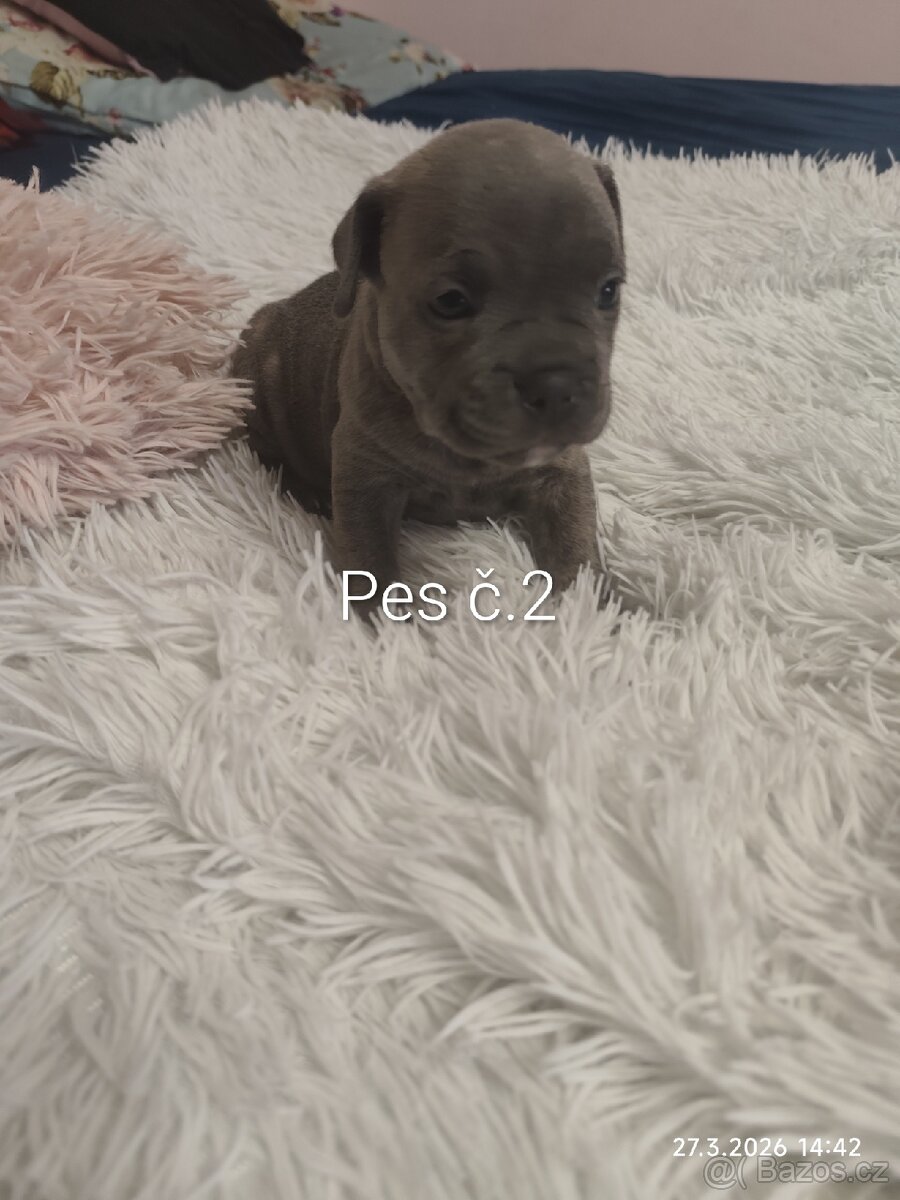 Stafordšírský bulteriér - 8