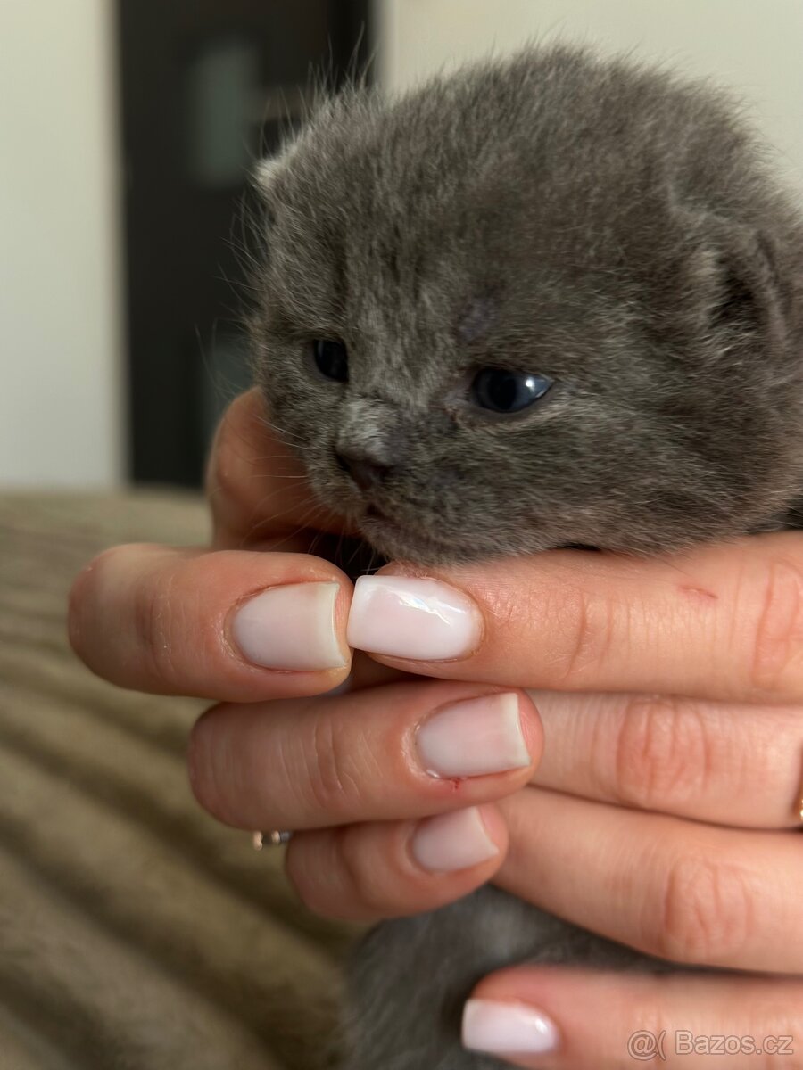 Britské koťátka whiskas - 8
