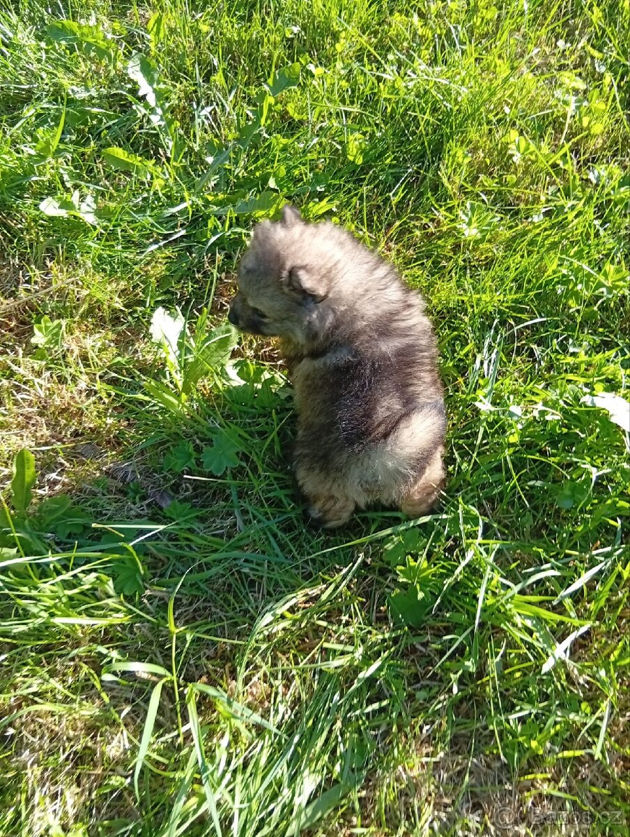 Německý špic/Pomeranian - 8