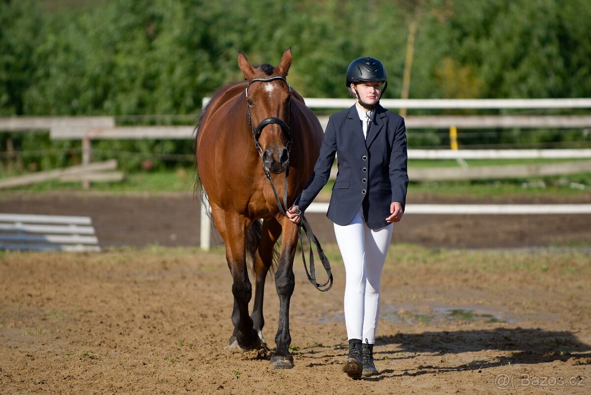 Český teplokrevník - 8