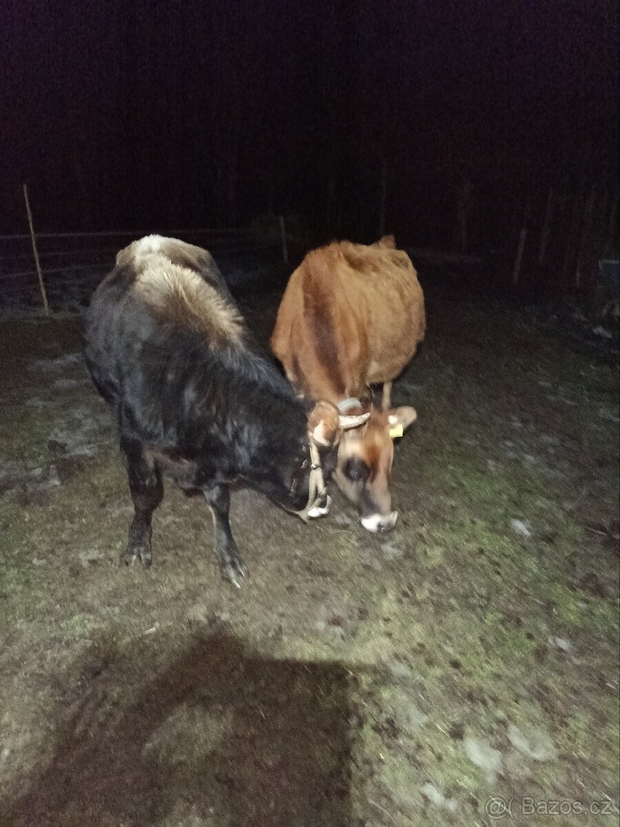 Březí jalovice Yersey - 8