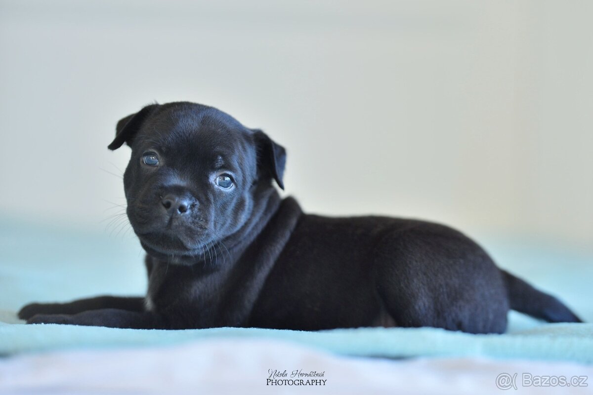 Staffordshire bullterier s pp FCI - 8