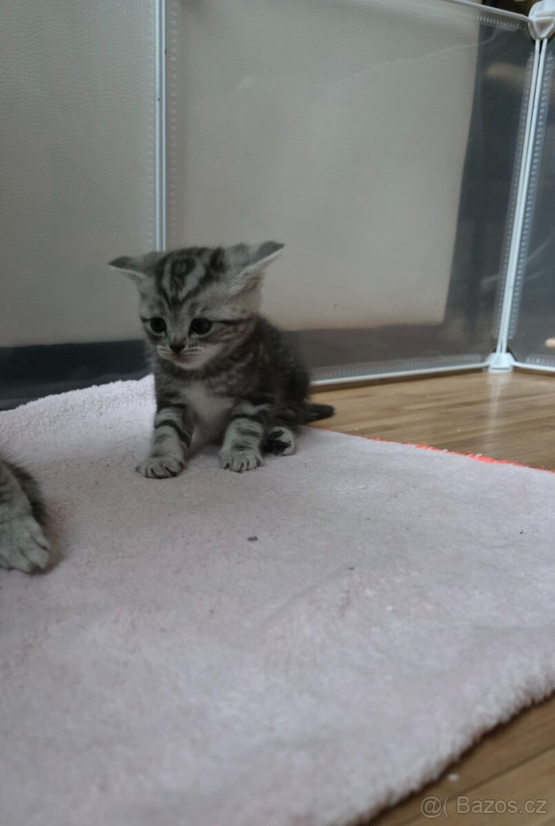 Britská kotatka - 8