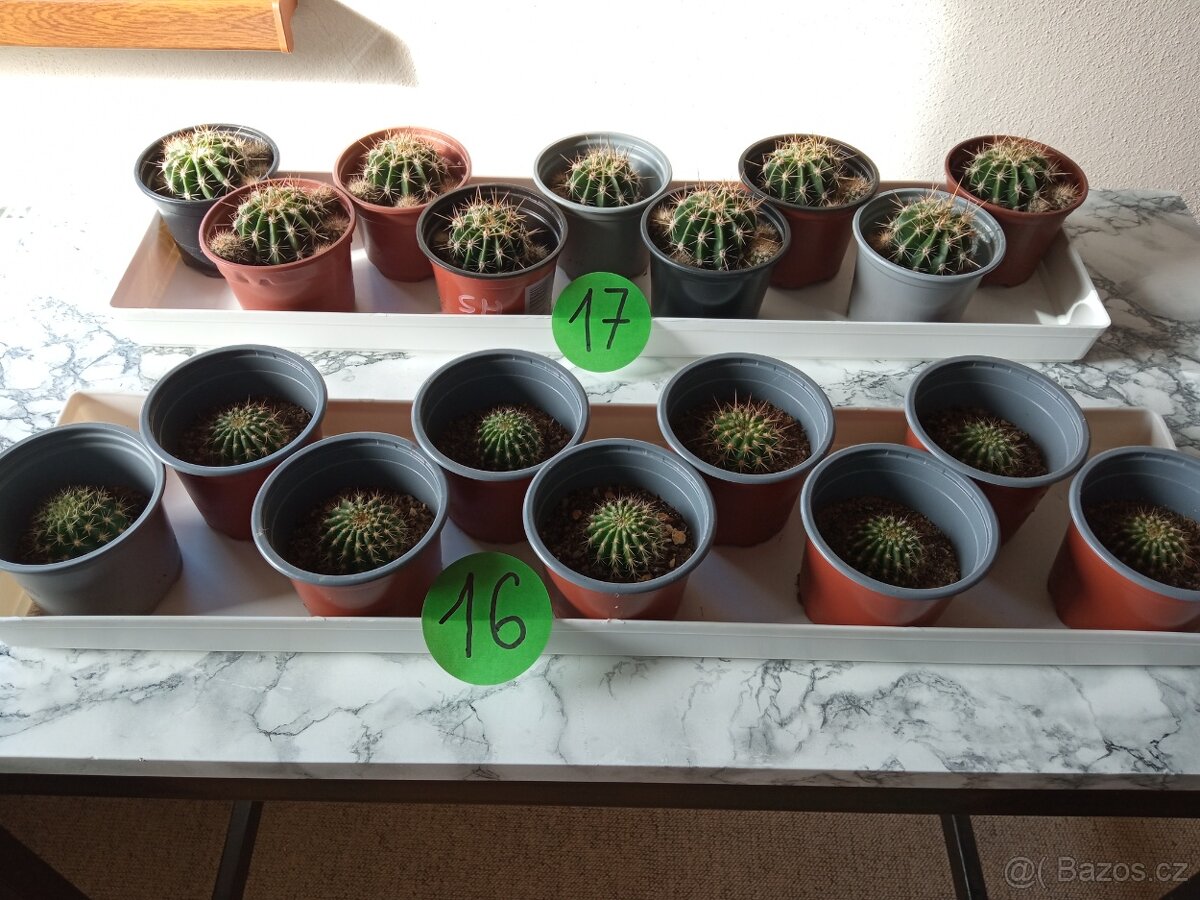 Kaktusy a sukulenty 30 Kč za kus - 8