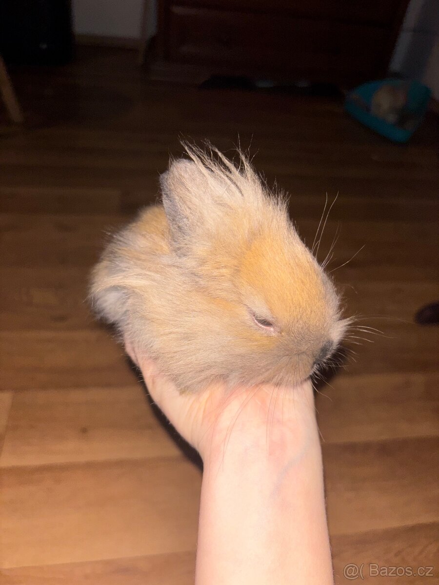 Zakrslí králík - 8