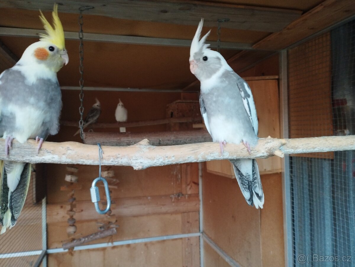 Korela chocholava - 8