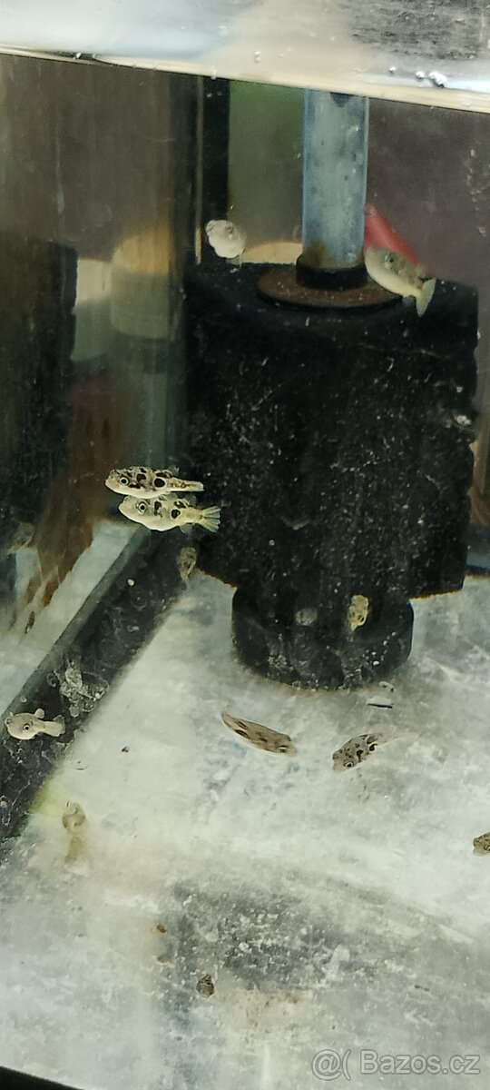 Mečovka papouščí - 8