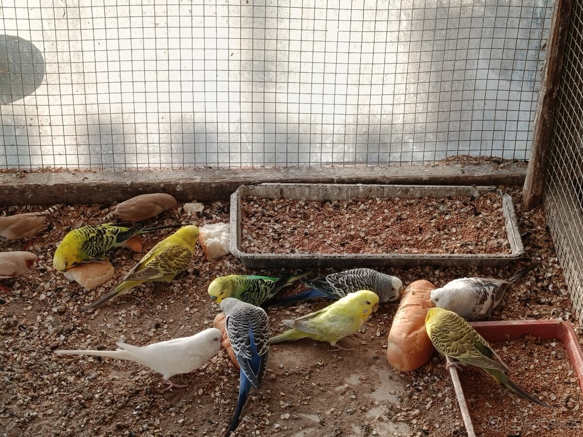 Prodej andulek a korel. - 8