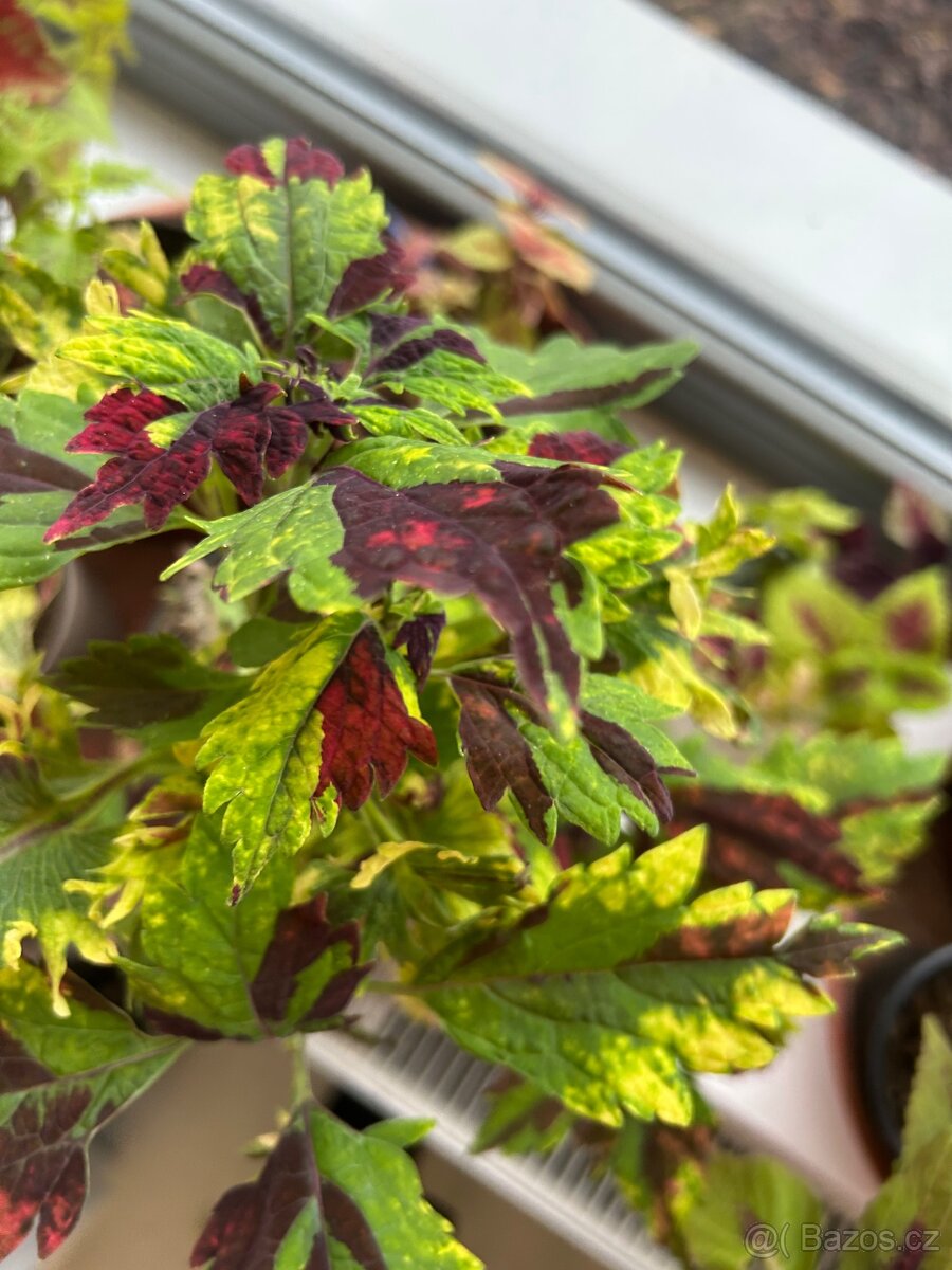 Africke koprivy, hosty, trvalky - 8