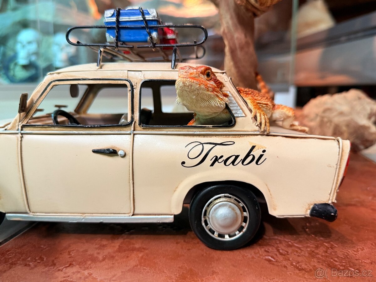 MLÁĎATA AGAMY VOUSATÉ K PRODEJI - 8