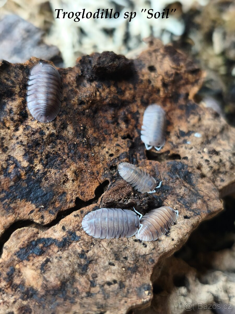 ISOPODY·STÍNKY - Bulk/balíčky - posílám - 8