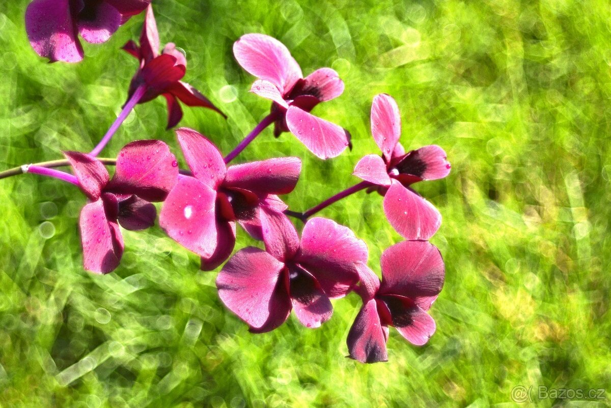 Helios 44-2 2/58mm 8-lamel M42 TOP STAV - 8