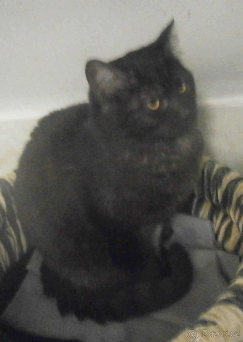 Černý až kouřový, 11měsíční Sam hledá domov. - 8