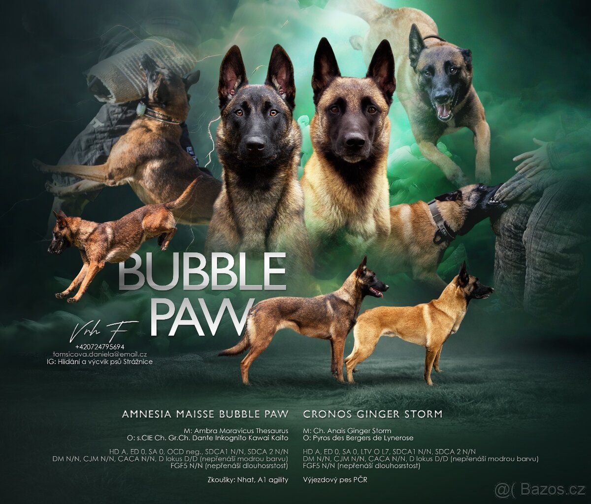 Belgický ovčák malinois - 8