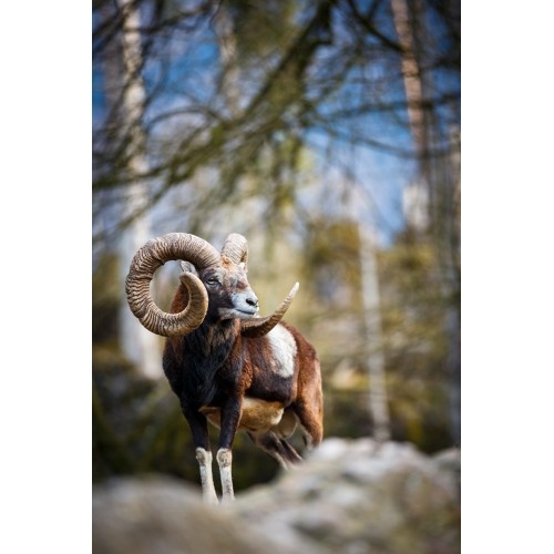 Trezor na 5 zbraní s hunter dekorem - 8