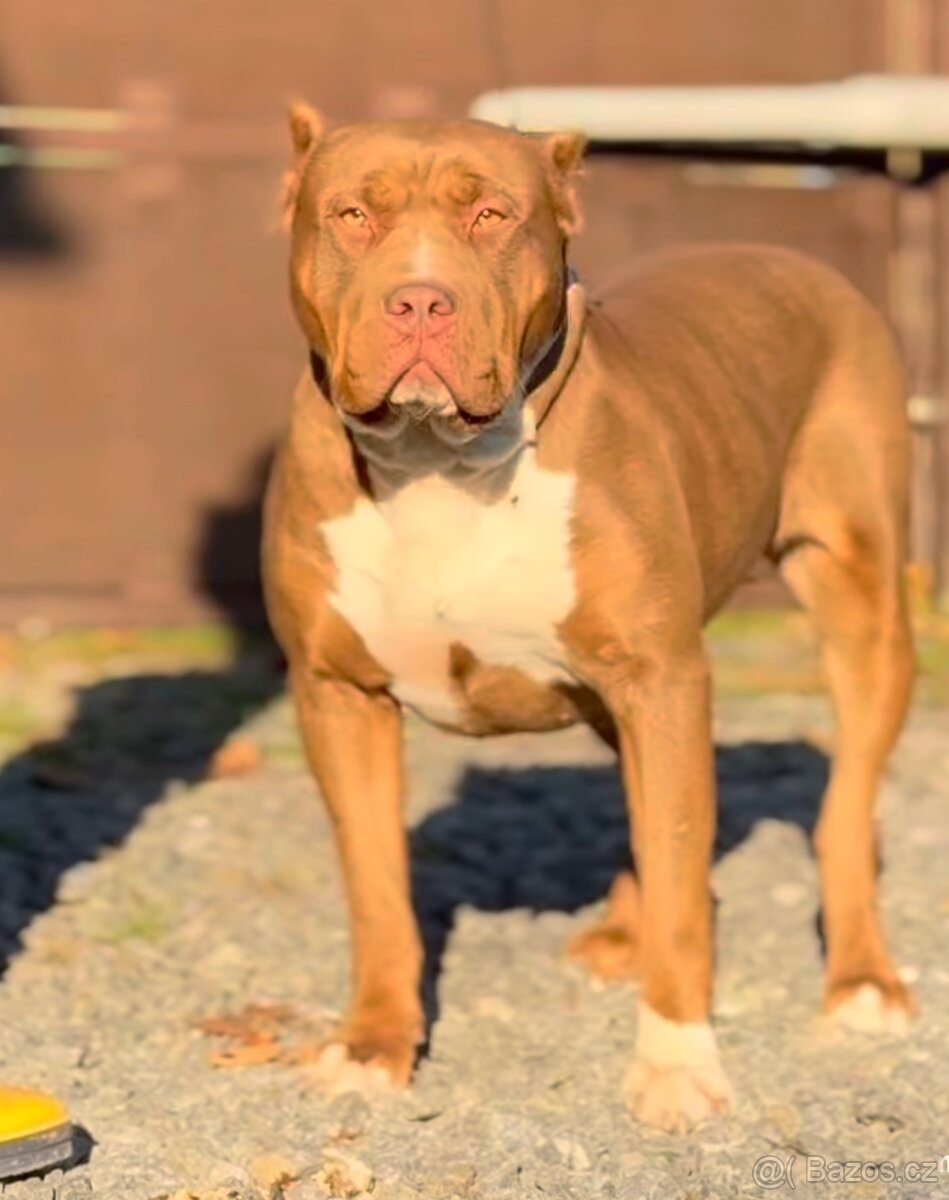 American Bully XL - 8