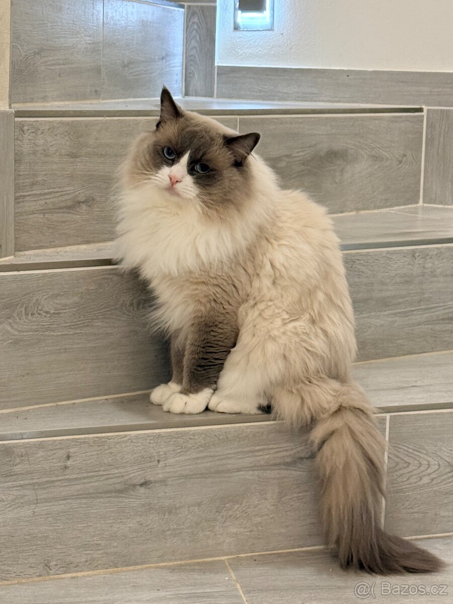 Ragdoll koťata bez PP - 8