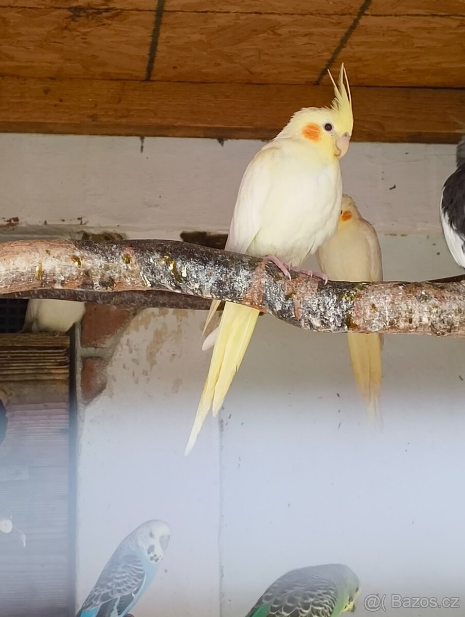 Prodám letošní mláďata korel a andulek - 8