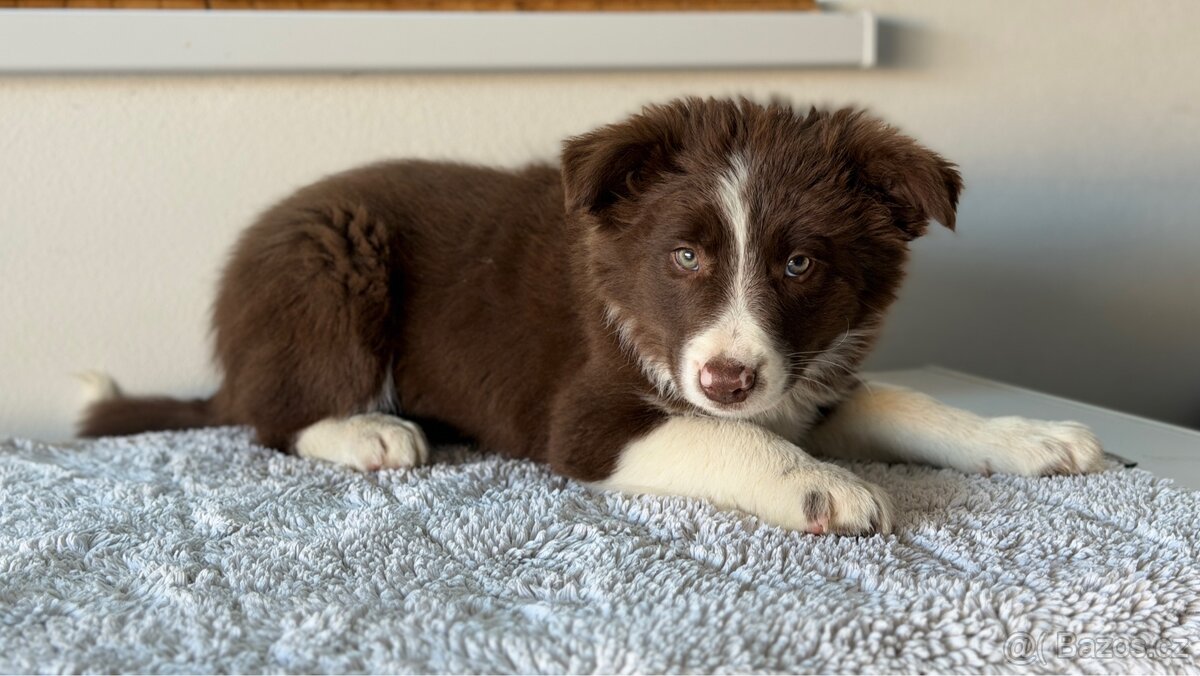 Štěňátko border kolie - 8