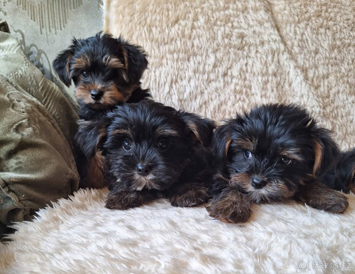 Jorkšír,jork,jorkšírsky teriér,yorkšhir - 8