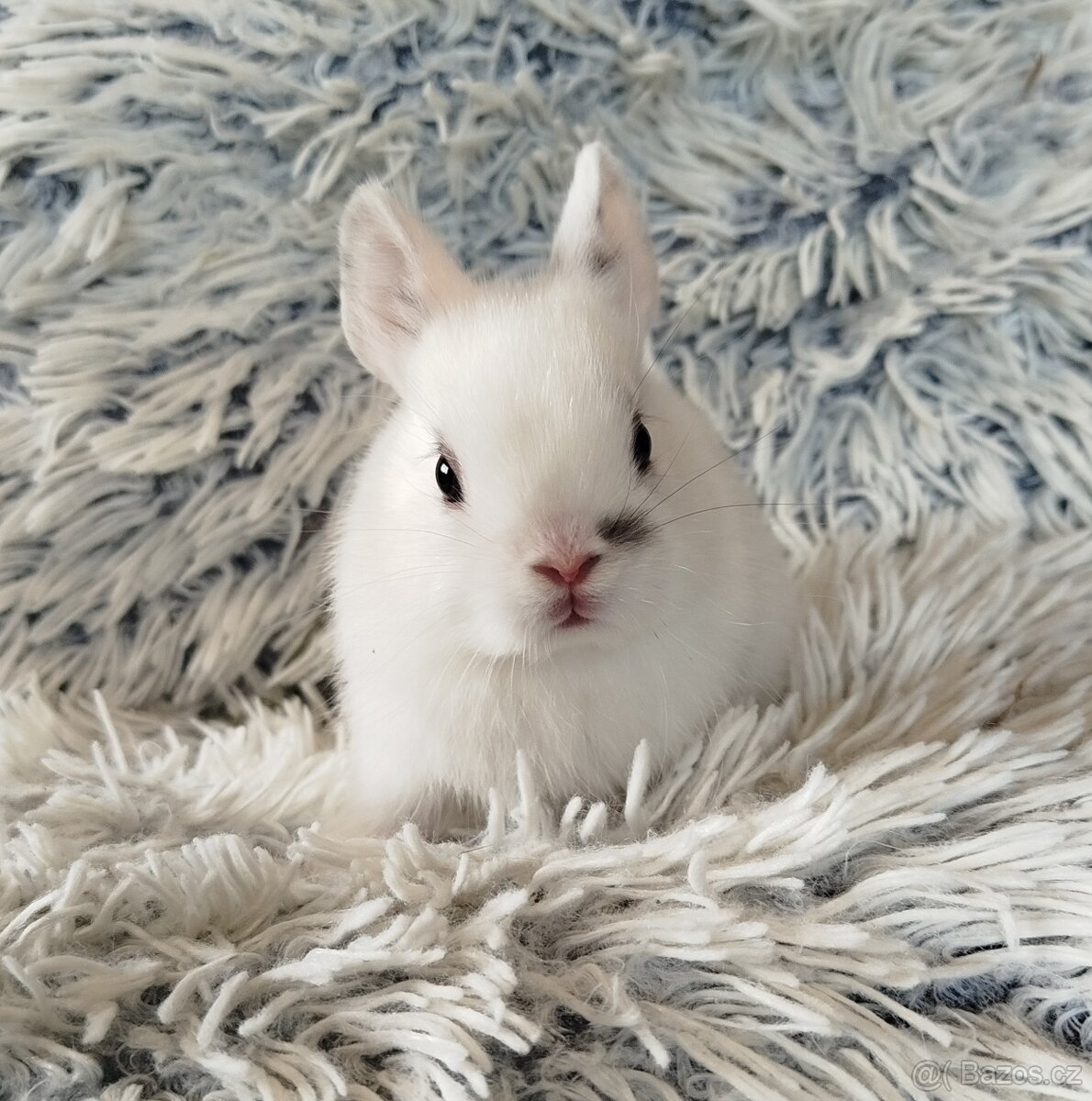 Zakrslý králík - 8