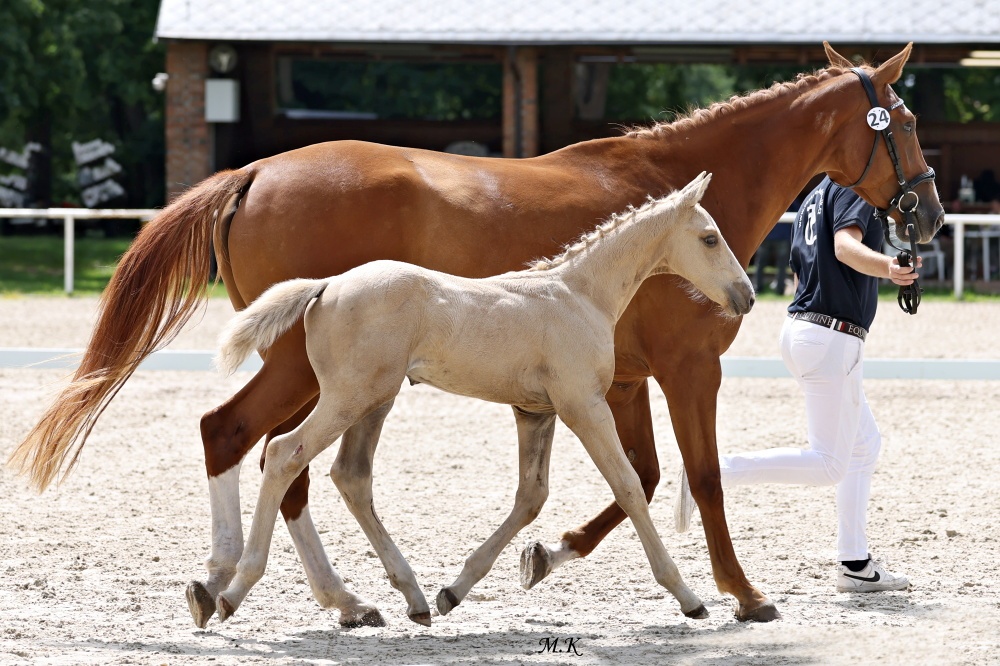 Stáj Zámek Ellischau - luxusní hřebeček CS r.2025 - 8