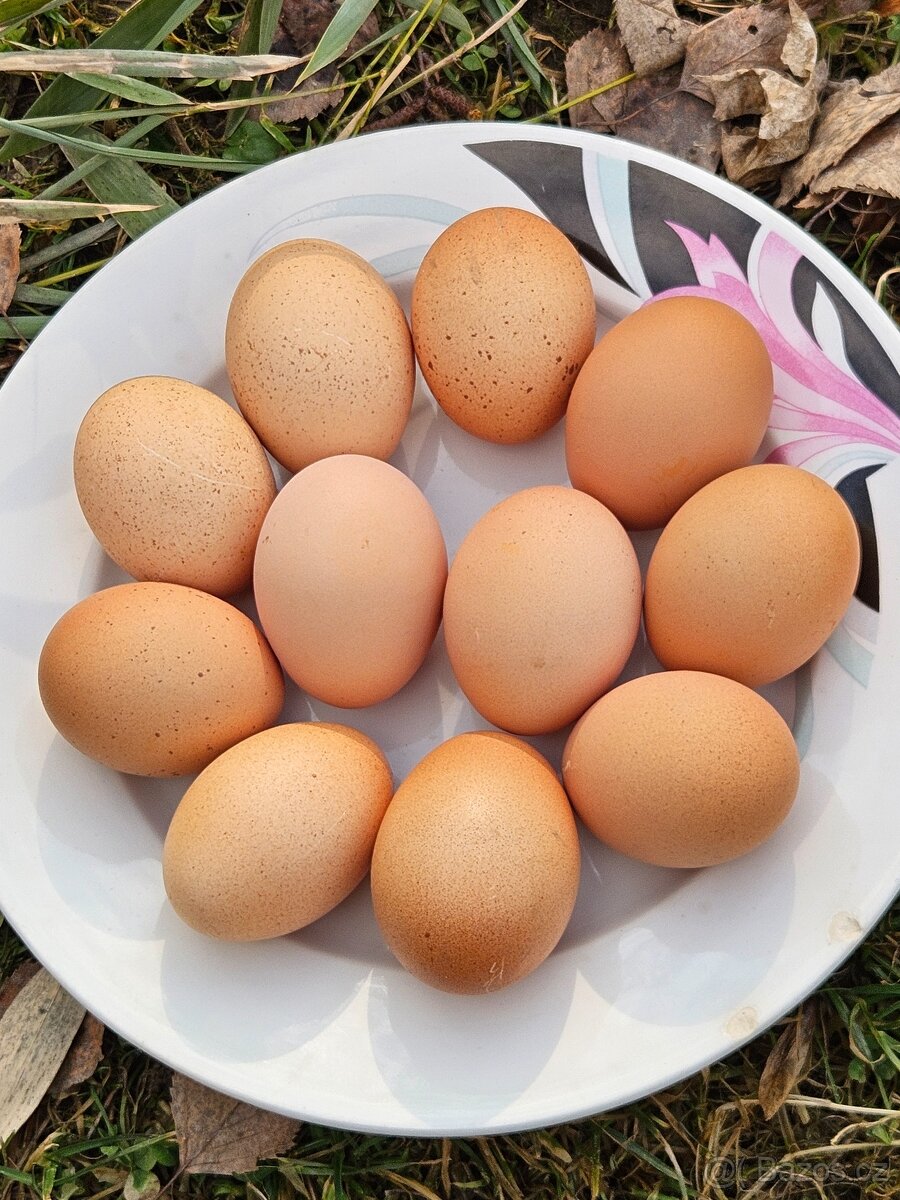 Zdr. Velsumka rezavě koroptví - 8