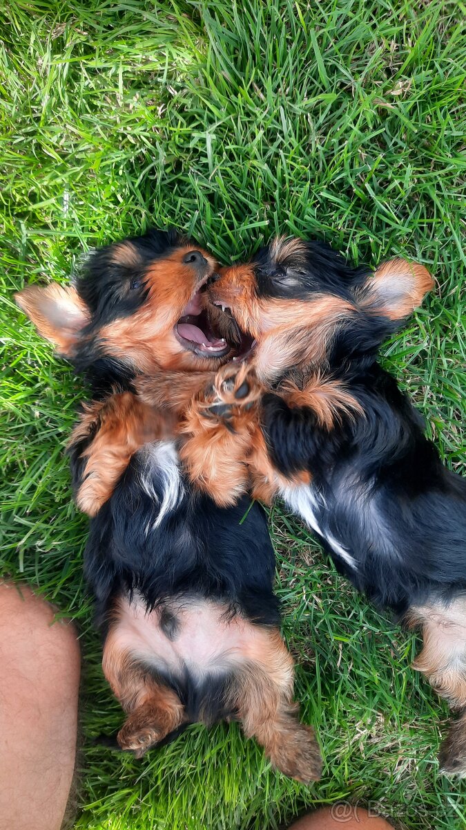 Yorkširsky teriér šteňata - 8