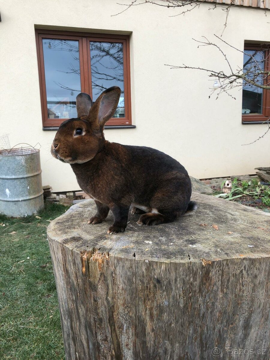 Prodám samce a samici plemene kastorex - 8