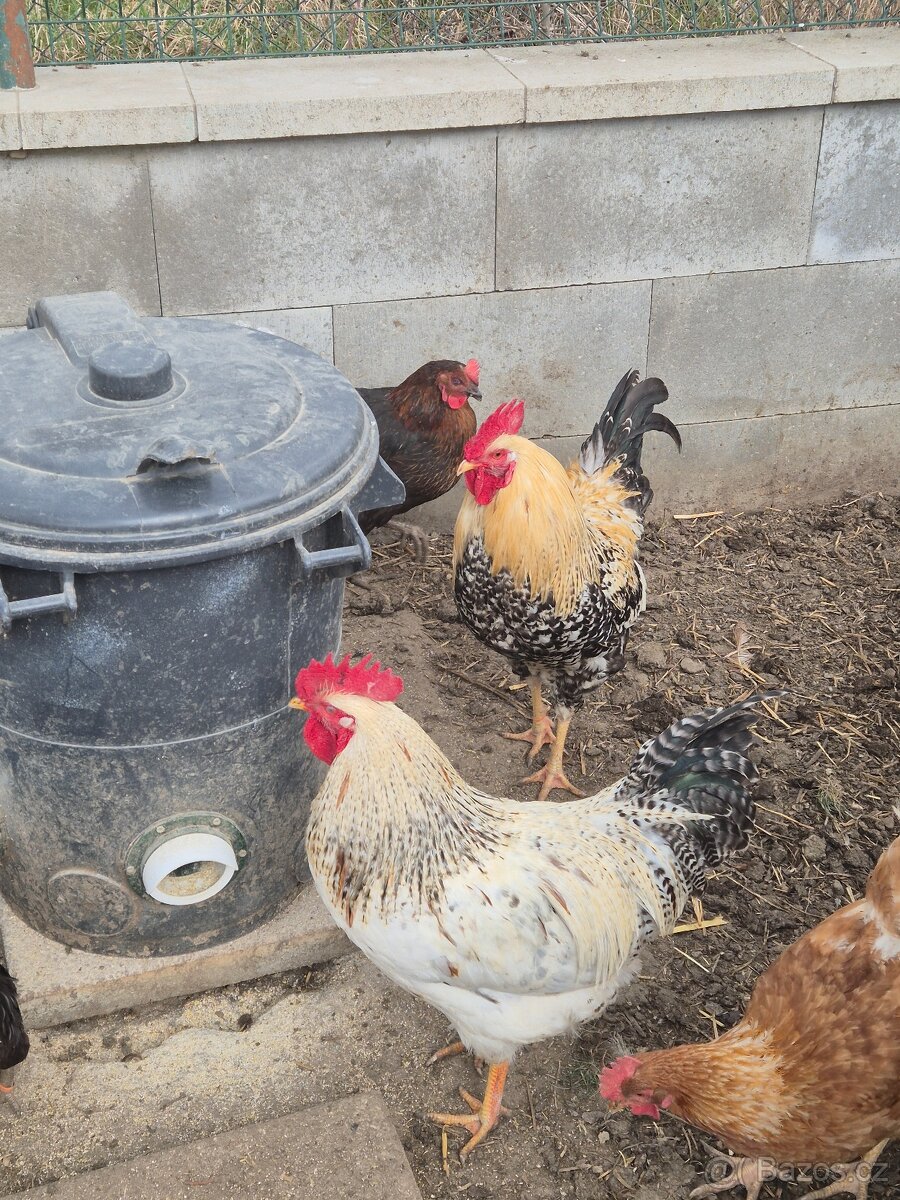 Prodej kohoutů - 8