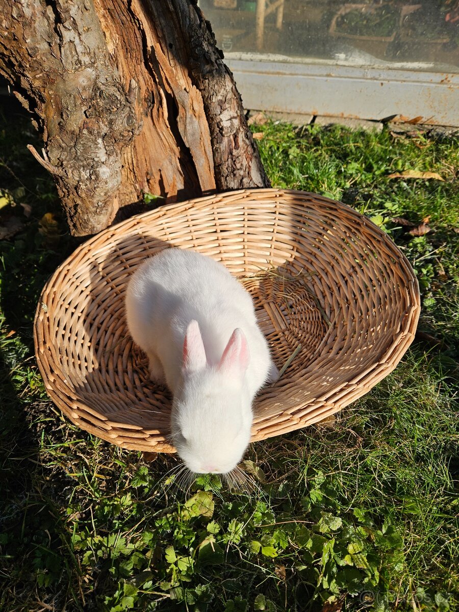 Zakrslý králík - 8